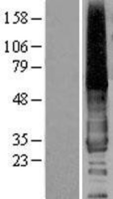 Western Blot: EDG1 Overexpression Lysate (Adult Normal) [NBP2-04197] Left-Empty vector transfected control cell lysate (HEK293 cell lysate); Right -Over-expression Lysate for EDG1.