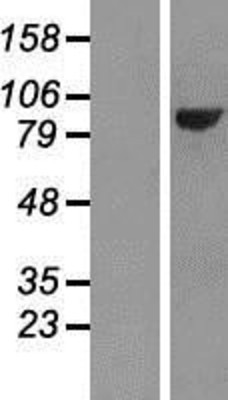 Western Blot: Protocadherin beta 13 Overexpression Lysate (Adult Normal) [NBP2-06775] Left-Empty vector transfected control cell lysate (HEK293 cell lysate); Right -Over-expression Lysate for Protocadherin beta 13.