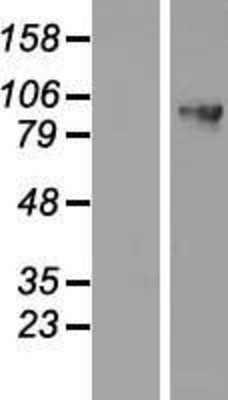 Western Blot: DDX27 Overexpression Lysate (Adult Normal) [NBP2-06905] Left-Empty vector transfected control cell lysate (HEK293 cell lysate); Right -Over-expression Lysate for DDX27.