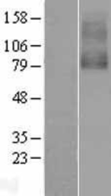 Western Blot: Nicotinic Acetylcholine Receptor alpha 7 Overexpression Lysate (Adult Normal) [NBL1-09184] Left-Empty vector transfected control cell lysate (HEK293 cell lysate); Right -Over-expression Lysate for Nicotinic Acetylcholine Receptor alpha 7.
