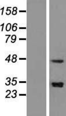 Western Blot: SNAPC3 Overexpression Lysate (Adult Normal) [NBL1-16272] Left-Empty vector transfected control cell lysate (HEK293 cell lysate); Right -Over-expression Lysate for SNAPC3.