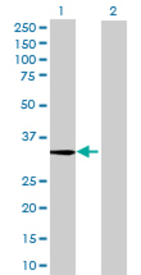 Lane 1: METTL2B transfected lysate (34.54 KDa) Lane 2: Non-transfected lysate.