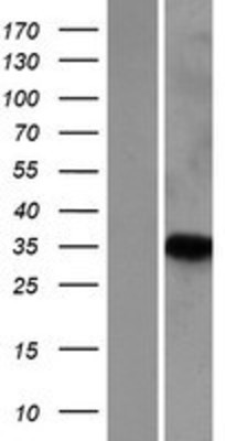 Western Blot: PNRC1 Overexpression Lysate (Adult Normal) [NBP2-07576] Left-Empty vector transfected control cell lysate (HEK293 cell lysate); Right -Over-expression Lysate for PNRC1.