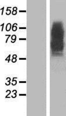 Western Blot: Presenilin 2 Overexpression Lysate (Adult Normal) [NBP2-10350] Left-Empty vector transfected control cell lysate (HEK293 cell lysate); Right -Over-expression Lysate for Presenilin 2.