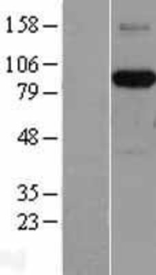 Western Blot: AFAP Overexpression Lysate (Adult Normal) [NBL1-07367] Left-Empty vector transfected control cell lysate (HEK293 cell lysate); Right -Over-expression Lysate for AFAP.