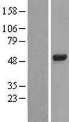 Western Blot: FOXD4 Overexpression Lysate (Adult Normal) [NBP2-04508] Left-Empty vector transfected control cell lysate (HEK293 cell lysate); Right -Over-expression Lysate for FOXD4.