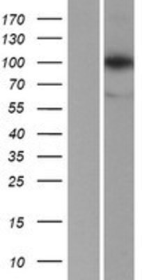 Western Blot: LONP1 Overexpression Lysate (Adult Normal) [NBP2-07825] Left-Empty vector transfected control cell lysate (HEK293 cell lysate); Right -Over-expression Lysate for LONP1.