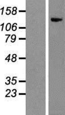 Western Blot: YME1L1 Overexpression Lysate (Adult Normal) [NBP2-07363] Left-Empty vector transfected control cell lysate (HEK293 cell lysate); Right -Over-expression Lysate for YME1L1.