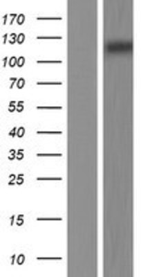 Western Blot: MERTK Overexpression Lysate (Adult Normal) [NBP2-07636] Left-Empty vector transfected control cell lysate (HEK293 cell lysate); Right -Over-expression Lysate for MERTK.