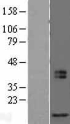 Western Blot: MRFAP1L1 Overexpression Lysate (Adult Normal) [NBL1-13222] Left-Empty vector transfected control cell lysate (HEK293 cell lysate); Right -Over-expression Lysate for MRFAP1L1.