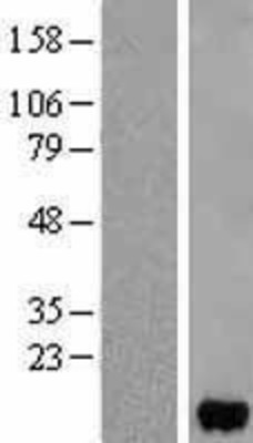 Western Blot: Fatty Acid Binding Protein 5 Overexpression Lysate (Adult Normal) [NBL1-10421] Left-Empty vector transfected control cell lysate (HEK293 cell lysate); Right -Over-expression Lysate for Fatty Acid Binding Protein 5.