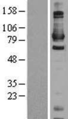 Western Blot: Daxx Overexpression Lysate (Adult Normal) [NBL1-09722] Left-Empty vector transfected control cell lysate (HEK293 cell lysate); Right -Over-expression Lysate for Daxx.