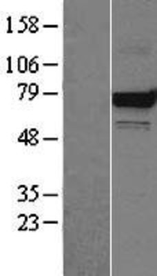 Western Blot: Mortalin Overexpression Lysate (Adult Normal) [NBL1-11756] Left-Empty vector transfected control cell lysate (HEK293 cell lysate); Right -Over-expression Lysate for Mortalin.