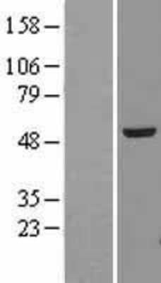 Western Blot: alpha Tubulin 4a Overexpression Lysate (Adult Normal) [NBL1-17433] Left-Empty vector transfected control cell lysate (HEK293 cell lysate); Right -Over-expression Lysate for alpha Tubulin 4a.