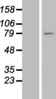 Western Blot: LRRC49 Overexpression Lysate (Adult Normal) [NBL1-12698] Left-Empty vector transfected control cell lysate (HEK293 cell lysate); Right -Over-expression Lysate for LRRC49.