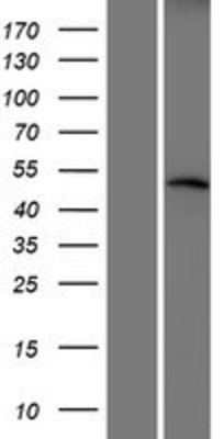 Western Blot: CRBN Overexpression Lysate (Adult Normal) [NBP2-07061] Left-Empty vector transfected control cell lysate (HEK293 cell lysate); Right -Over-expression Lysate for CRBN.