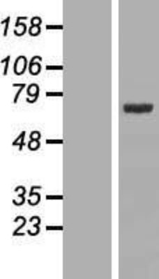 Western Blot: FXR1 Overexpression Lysate (Adult Normal) [NBL1-10873] Left-Empty vector transfected control cell lysate (HEK293 cell lysate); Right -Over-expression Lysate for FXR1.
