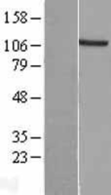Western Blot: EXTL3 Overexpression Lysate (Adult Normal) [NBL1-10395] Left-Empty vector transfected control cell lysate (HEK293 cell lysate); Right -Over-expression Lysate for EXTL3.