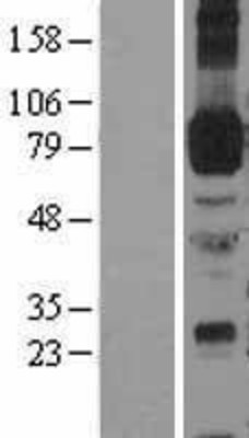 Western Blot: ICAM1 Overexpression Lysate (Adult Normal) [NBL1-11804] Left-Empty vector transfected control cell lysate (HEK293 cell lysate); Right -Over-expression Lysate for ICAM1.