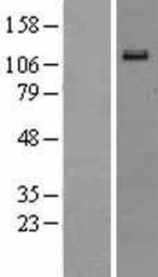 Western Blot: EPH Receptor A6 Overexpression Lysate (Adult Normal) [NBL1-10291] Left-Empty vector transfected control cell lysate (HEK293 cell lysate); Right -Over-expression Lysate for EPH Receptor A6.