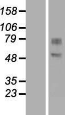 Western Blot: GDPD2 Overexpression Lysate (Adult Normal) [NBL1-11033] Left-Empty vector transfected control cell lysate (HEK293 cell lysate); Right -Over-expression Lysate for GDPD2.