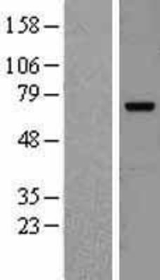 Western Blot: cIAP2 Overexpression Lysate (Adult Normal) [NBL1-07986] Left-Empty vector transfected control cell lysate (HEK293 cell lysate); Right -Over-expression Lysate for cIAP2.