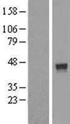 Western Blot: FUZ Overexpression Lysate (Adult Normal) [NBL1-10869] Left-Empty vector transfected control cell lysate (HEK293 cell lysate); Right -Over-expression Lysate for FUZ.