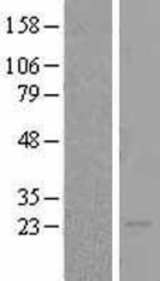 Western Blot: Bok Overexpression Lysate (Adult Normal) [NBL1-08017] Left-Empty vector transfected control cell lysate (HEK293 cell lysate); Right -Over-expression Lysate for Bok.