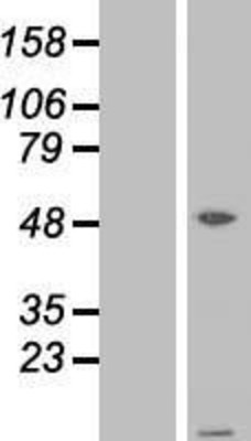 Western Blot: ATPase Inhibitory Factor 1 Overexpression Lysate (Adult Normal) [NBP2-04992] Left-Empty vector transfected control cell lysate (HEK293 cell lysate); Right -Over-expression Lysate for ATPase Inhibitory Factor 1.