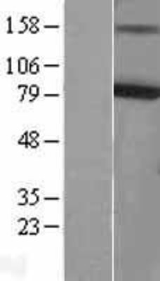 Western Blot: KCNQ4 Overexpression Lysate (Adult Normal) [NBL1-12200] Left-Empty vector transfected control cell lysate (HEK293 cell lysate); Right -Over-expression Lysate for KCNQ4.