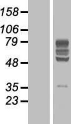 Western Blot: BTN2A2 Overexpression Lysate (Adult Normal) [NBP2-04909] Left-Empty vector transfected control cell lysate (HEK293 cell lysate); Right -Over-expression Lysate for BTN2A2.