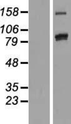 Western Blot: PCDHAC2 Overexpression Lysate (Adult Normal) [NBL1-14154] Left-Empty vector transfected control cell lysate (HEK293 cell lysate); Right -Over-expression Lysate for PCDHAC2.