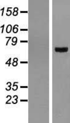 Western Blot: BMAL1 Overexpression Lysate (Adult Normal) [NBL1-07724] Left-Empty vector transfected control cell lysate (HEK293 cell lysate); Right -Over-expression Lysate for BMAL1.