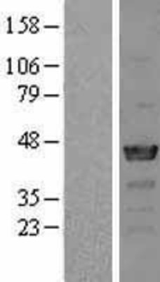 Western Blot: NCK2 Overexpression Lysate (Adult Normal) [NBL1-13512] Left-Empty vector transfected control cell lysate (HEK293 cell lysate); Right -Over-expression Lysate for NCK2.
