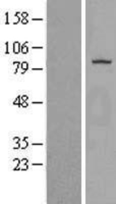 Western Blot: DGKG Overexpression Lysate (Adult Normal) [NBP2-08407] Left-Empty vector transfected control cell lysate (HEK293 cell lysate); Right -Over-expression Lysate for DGKG.