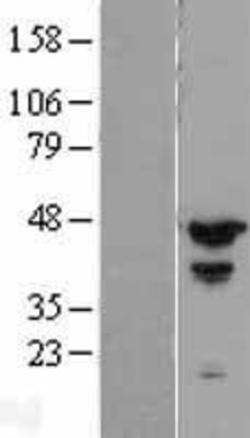 Western Blot: MCG10 Overexpression Lysate (Adult Normal) [NBP2-05925] Left-Empty vector transfected control cell lysate (HEK293 cell lysate); Right -Over-expression Lysate for MCG10.