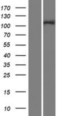 Western Blot: INT4 Overexpression Lysate (Adult Normal) [NBP2-05850] Left-Empty vector transfected control cell lysate (HEK293 cell lysate); Right -Over-expression Lysate for INT4.