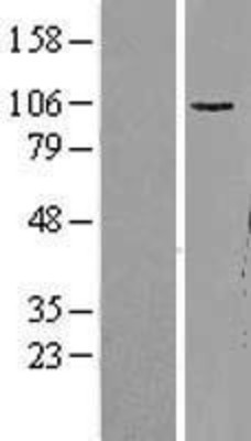 Western Blot: Glutamate Receptor 1 Overexpression Lysate (Adult Normal) [NBL1-11335] Left-Empty vector transfected control cell lysate (HEK293 cell lysate); Right -Over-expression Lysate for Glutamate Receptor 1.