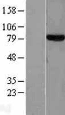Western Blot: Transferrin Overexpression Lysate (Adult Normal) [NBL1-16827] Left-Empty vector transfected control cell lysate (HEK293 cell lysate); Right -Over-expression Lysate for Transferrin.