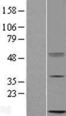 Western Blot: C16orf13 Overexpression Lysate (Adult Normal) [NBL1-08209] Left-Empty vector transfected control cell lysate (HEK293 cell lysate); Right -Over-expression Lysate for C16orf13.