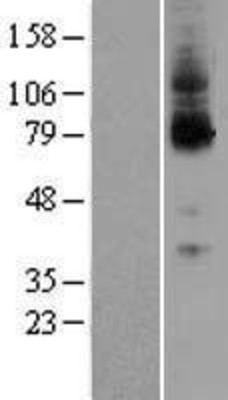 Western Blot: Orexin Receptor 1 Overexpression Lysate (Adult Normal) [NBL1-11473] Left-Empty vector transfected control cell lysate (HEK293 cell lysate); Right -Over-expression Lysate for Orexin Receptor 1.