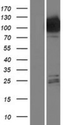 Western Blot: Hexokinase Type III Overexpression Lysate (Adult Normal) [NBP2-10803] Left-Empty vector transfected control cell lysate (HEK293 cell lysate); Right -Over-expression Lysate for Hexokinase Type III.