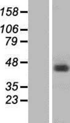 Western Blot: hnRNP G Overexpression Lysate (Adult Normal) [NBP2-10806] Left-Empty vector transfected control cell lysate (HEK293 cell lysate); Right -Over-expression Lysate for hnRNP G.
