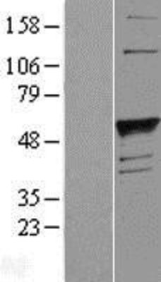 Western Blot: Blood group H inhibitor Overexpression Lysate (Adult Normal) [NBL1-10863] Left-Empty vector transfected control cell lysate (HEK293 cell lysate); Right -Over-expression Lysate for Blood group H inhibitor.