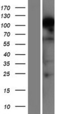 Western Blot: RBM12B Overexpression Lysate (Adult Normal) [NBP2-04563] Left-Empty vector transfected control cell lysate (HEK293 cell lysate); Right -Over-expression Lysate for RBM12B.