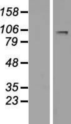 Western Blot: LARGE Overexpression Lysate (Adult Normal) [NBP2-09809] Left-Empty vector transfected control cell lysate (HEK293 cell lysate); Right -Over-expression Lysate for LARGE.