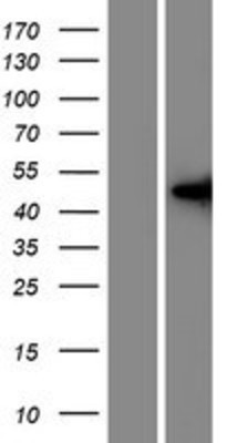 Western Blot: IFLTD1 Overexpression Lysate (Adult Normal) [NBP2-09760] Left-Empty vector transfected control cell lysate (HEK293 cell lysate); Right -Over-expression Lysate for IFLTD1.