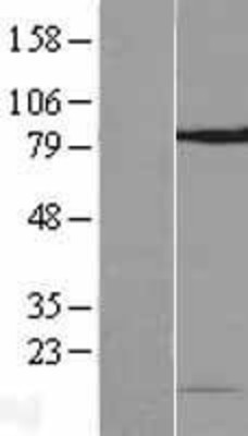 Western Blot: NOP10 Overexpression Lysate (Adult Normal) [NBP2-06780] Left-Empty vector transfected control cell lysate (HEK293 cell lysate); Right -Over-expression Lysate for NOP10.