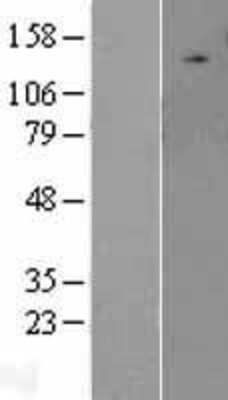 Western Blot: ULK2 Overexpression Lysate (Adult Normal) [NBP2-09663] Left-Empty vector transfected control cell lysate (HEK293 cell lysate); Right -Over-expression Lysate for ULK2.