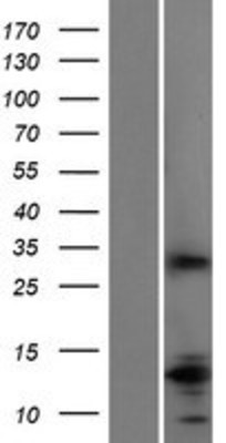 Western Blot: Slap Overexpression Lysate (Adult Normal) [NBP2-11468] Left-Empty vector transfected control cell lysate (HEK293 cell lysate); Right -Over-expression Lysate for Slap.